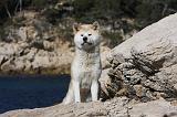 AKITA INU 332